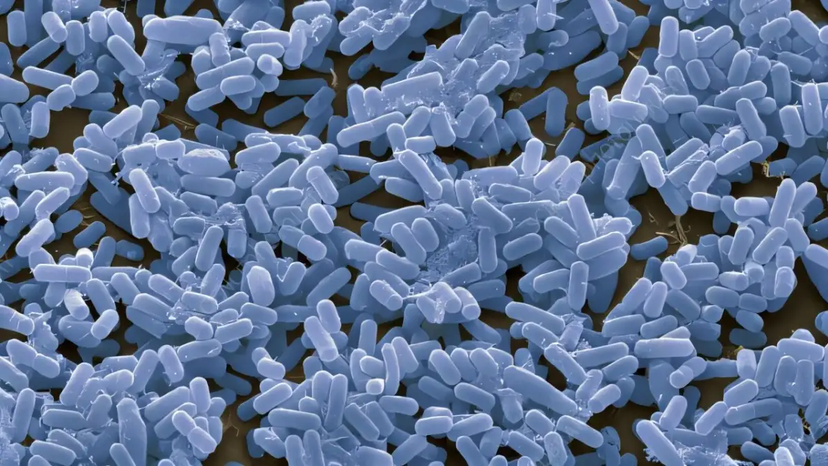 Bacteria have a secret engineering trick to keep themselves in shape - 1