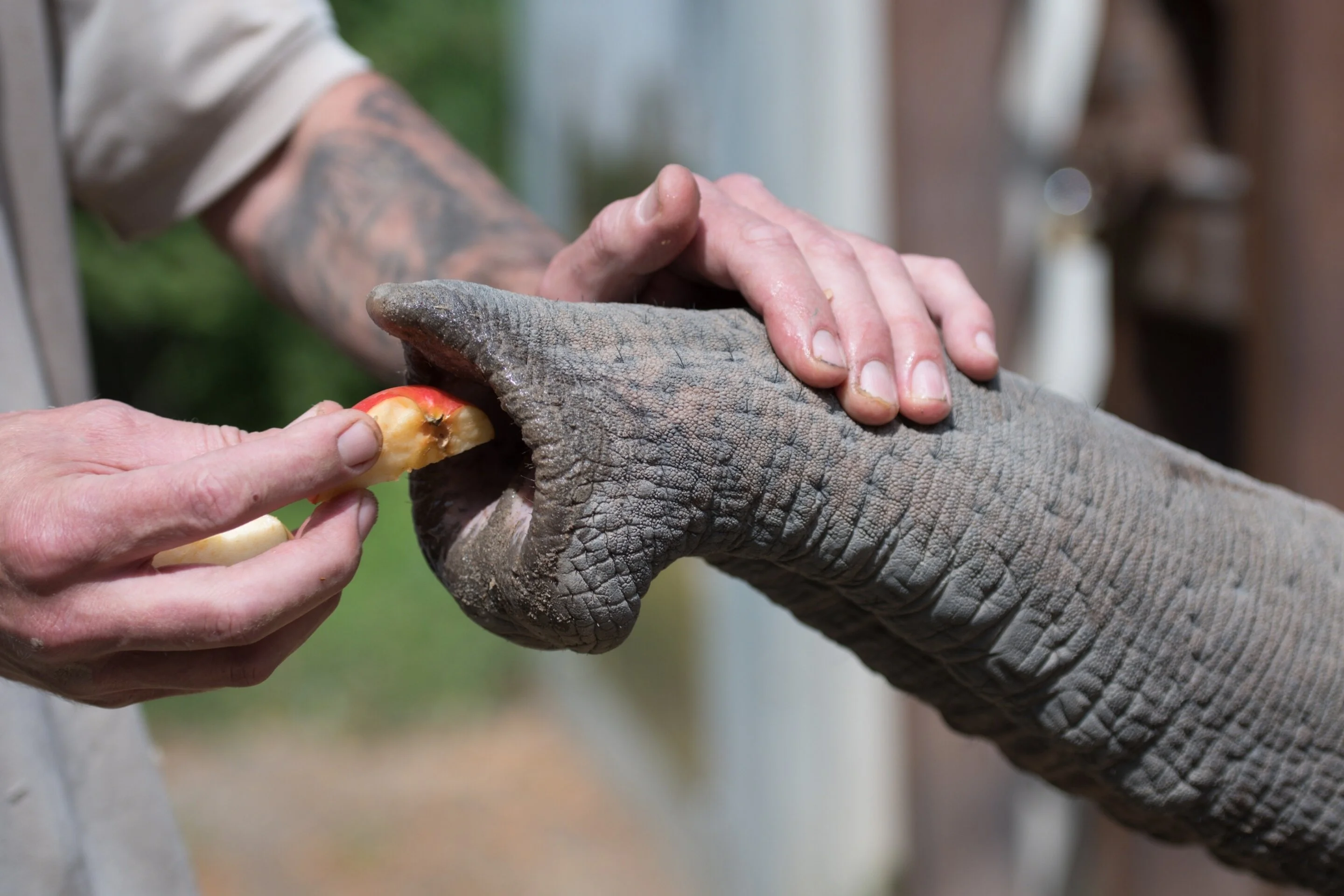 Remarkable Sense of Touch in Elephant’s Trunk Isn’t Just about Muscles or Nerves: Study - 1