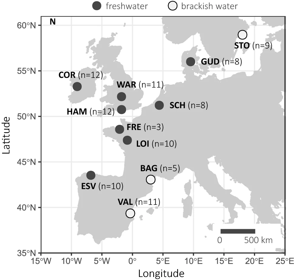 Silver European eel discovered in Cyprus for the first time - 1
