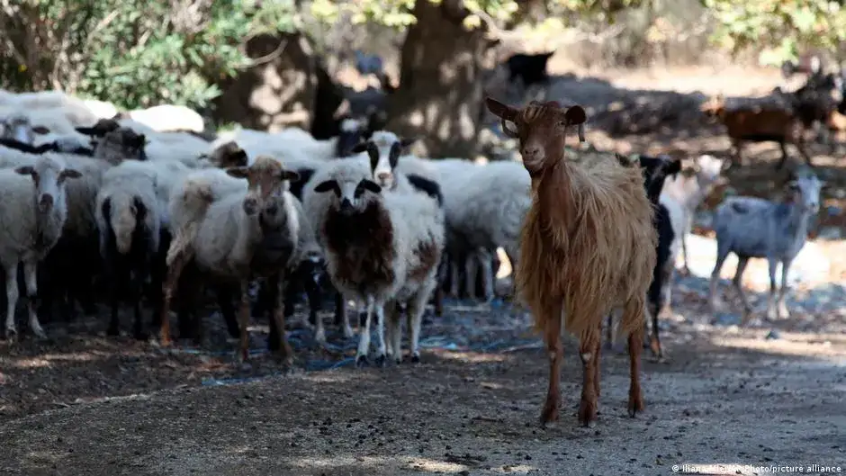 Three members of Greek government quit over EU farm subsidy scandal, state TV says - 3