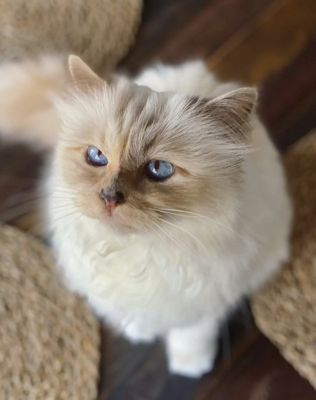 Mystery plaintiff challenges Karl Lagerfeld’s will, but pampered cat can rest easy - 4