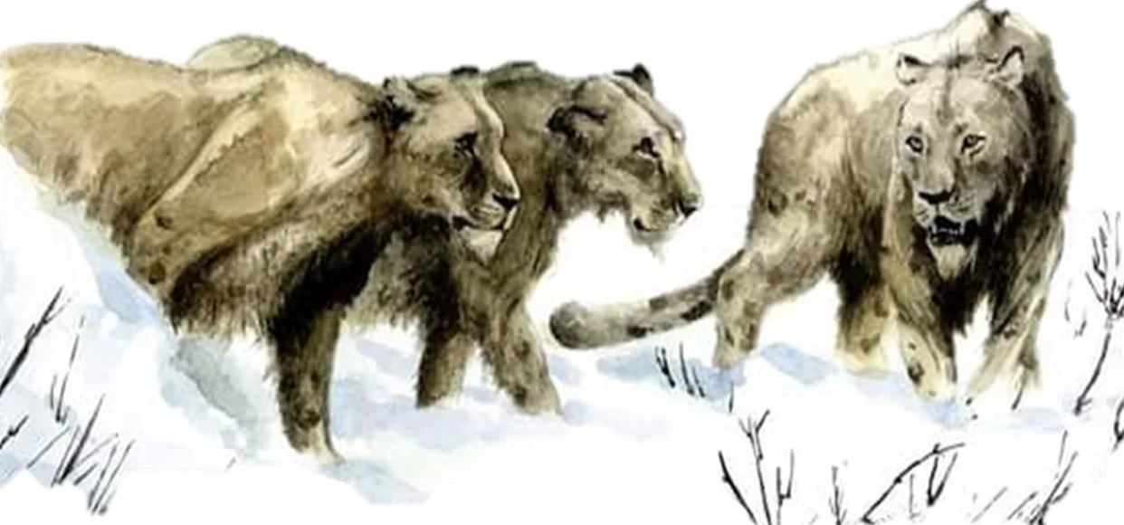 Japanese Archipelago Was Once a Refuge for Cave Lions - 2