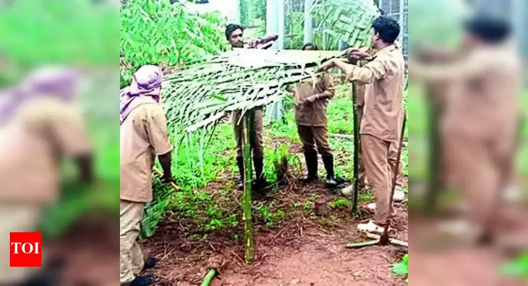 Tiger ‘Mangala’ to be shifted to Thrissur Zoological Park - 2