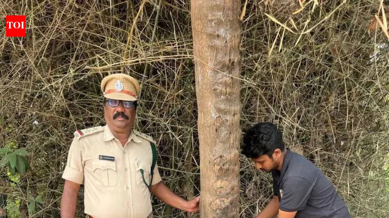 Tiger enters Rajamahendravaram city outskirts, holiday declared for schools - 2