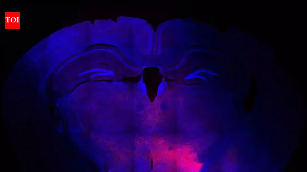 IISc researchers find out how the brain suppresses itch during stress - 1