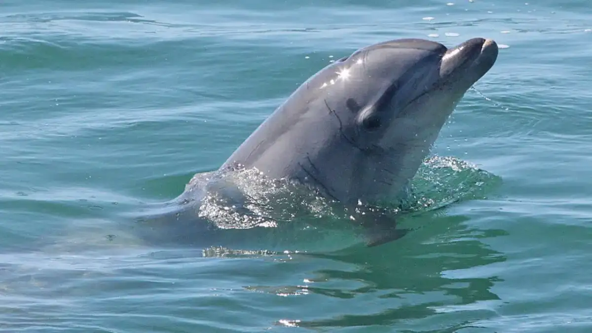 Is Francis Ngannou returning to UFC … or boxing? Sportsbooks lay odds on ‘Predator’s’ next move - 1