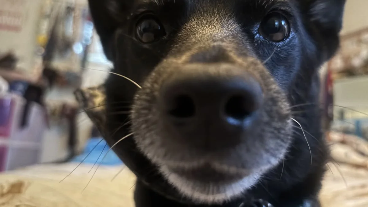 Anti-trans activist wins fight against e-safety watchdog over queer school club tweet - 4