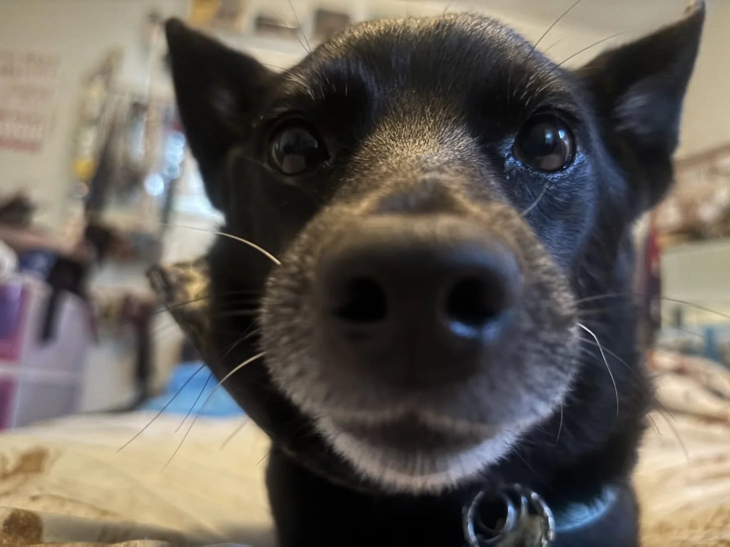 Anti-trans activist wins fight against e-safety watchdog over queer school club tweet - 3