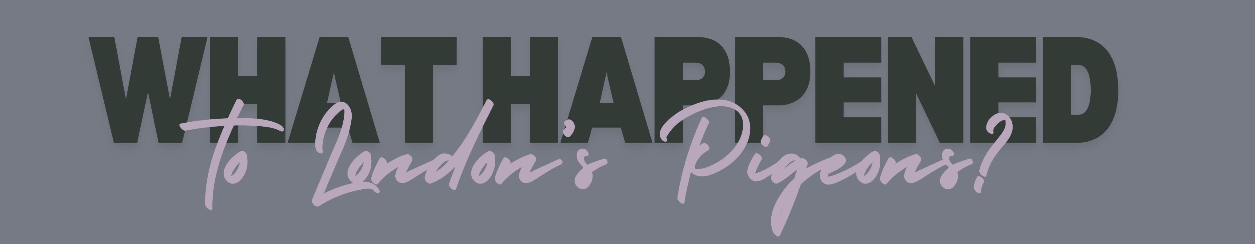 Pooping menaces or ‘flying puppies’? How pigeons are dividing a UK city - 2