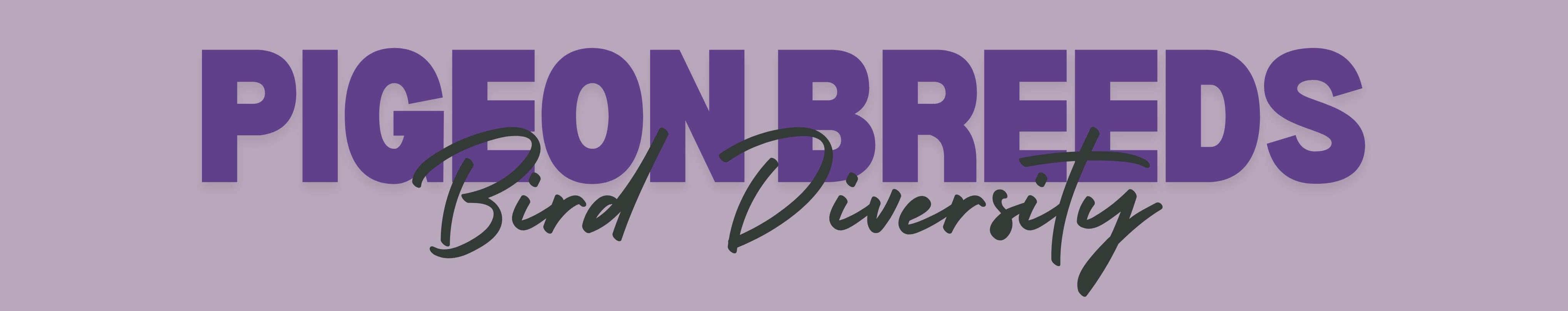 Pooping menaces or ‘flying puppies’? How pigeons are dividing a UK city - 1