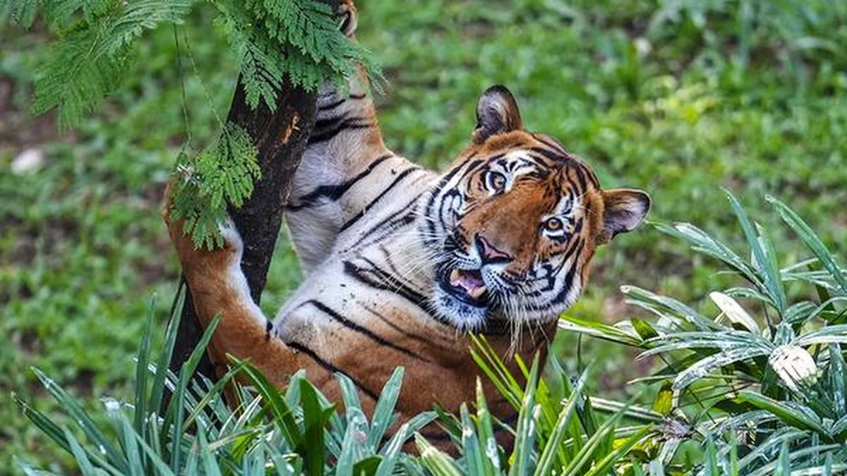 ‘Vague and unscientific’: Why Goa is arguing against Supreme Court panel’s plan to notifying tiger reserve - 4
