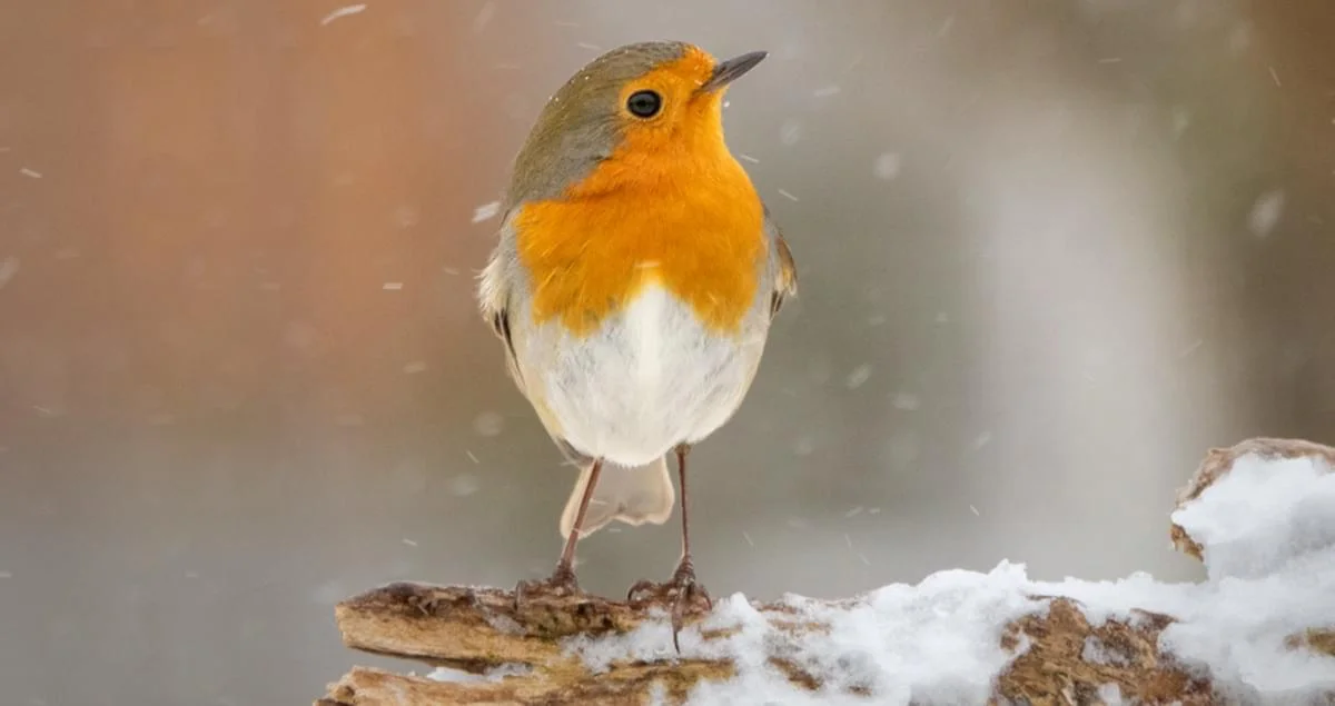 ‘We feel kinda bad when a solo bird shows up’: Canada sees its first European robin – but how did it get there? - 3