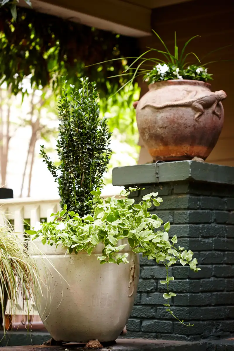 The Easy-To-Grow Shrub With Evergreen Foliage That's Perfect For Your Border Garden - 3