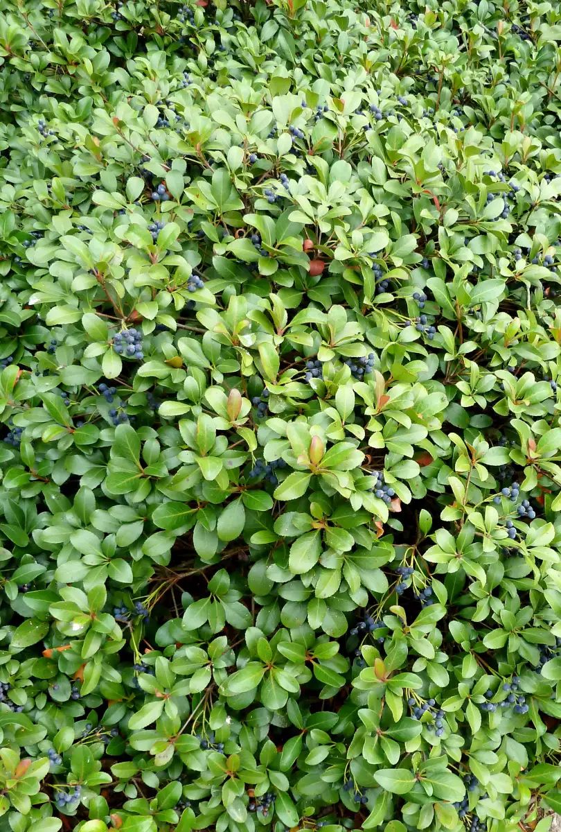 The Easy-To-Grow Shrub With Evergreen Foliage That's Perfect For Your Border Garden - 2