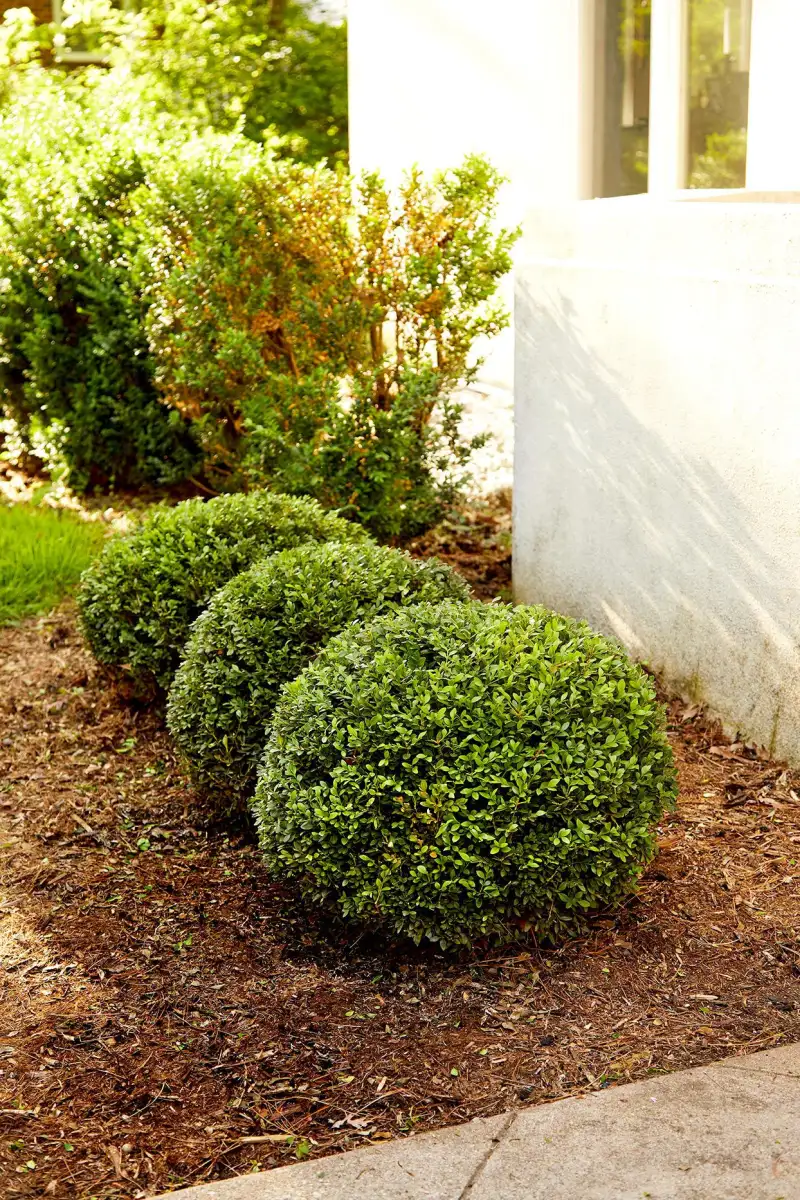 The Easy-To-Grow Shrub With Evergreen Foliage That's Perfect For Your Border Garden - 4