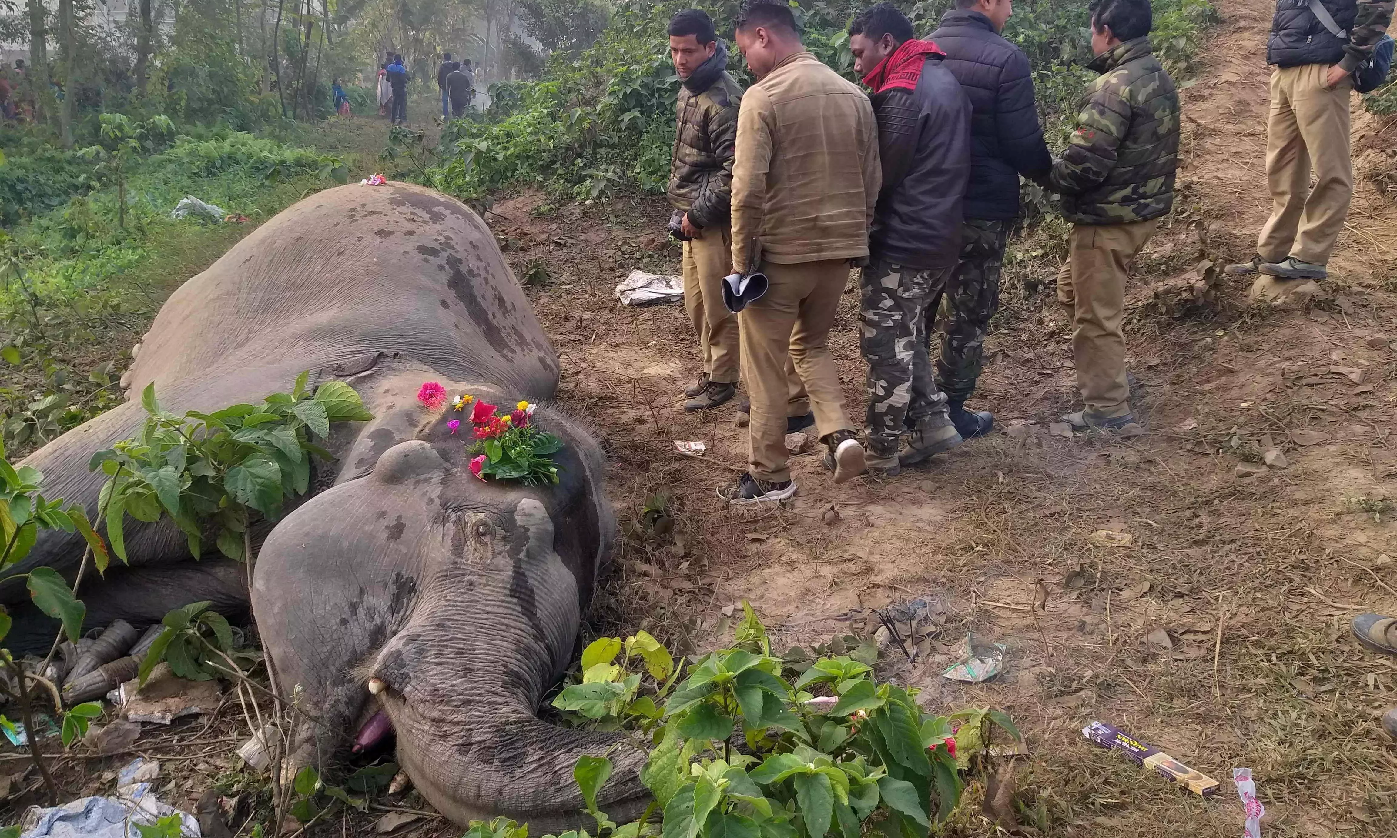 Two sub-adult elephants electrocuted by illegal snares in Tirupati district - 1
