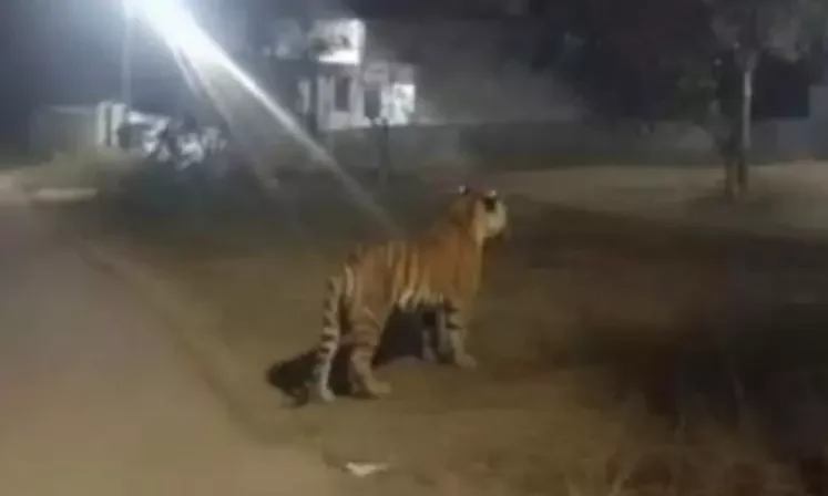 Tiger enters Rajamahendravaram city outskirts, holiday declared for schools - 1
