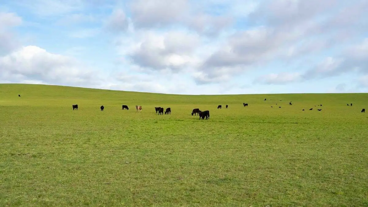 Tasmania's largest farm could be sold to UK forestry investors - 1