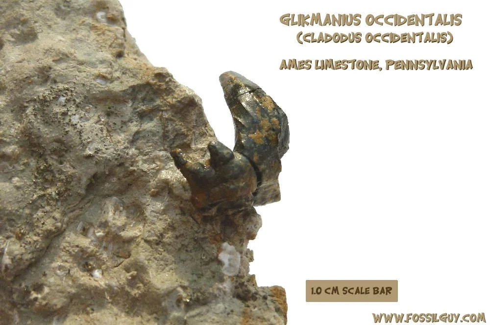 Prehistoric fossil poses puzzles in shark research - 4