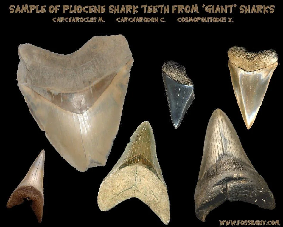 Prehistoric fossil poses puzzles in shark research - 1