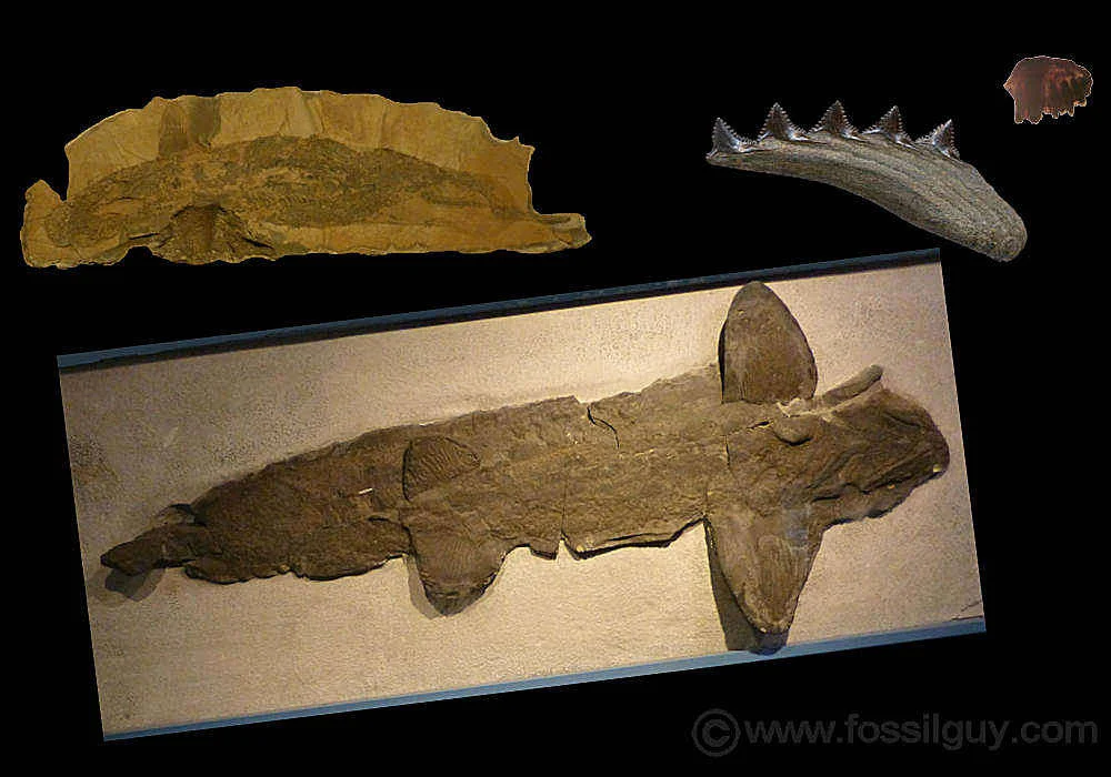 Prehistoric fossil poses puzzles in shark research - 2
