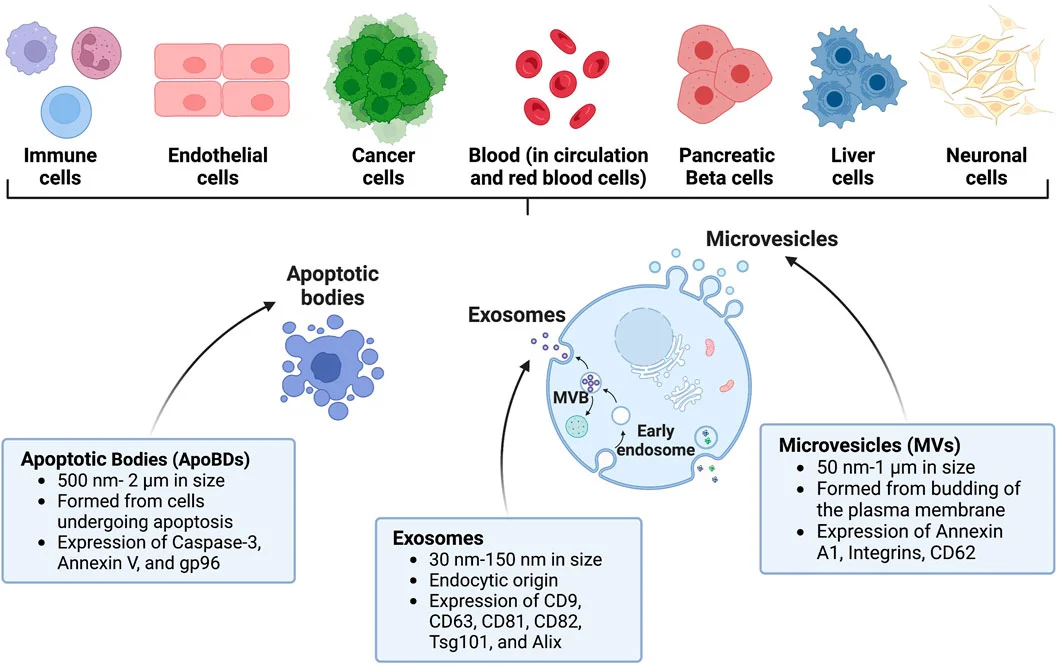 Study of tumor environment is first to show how vesicles are exchanged in tissue - 3