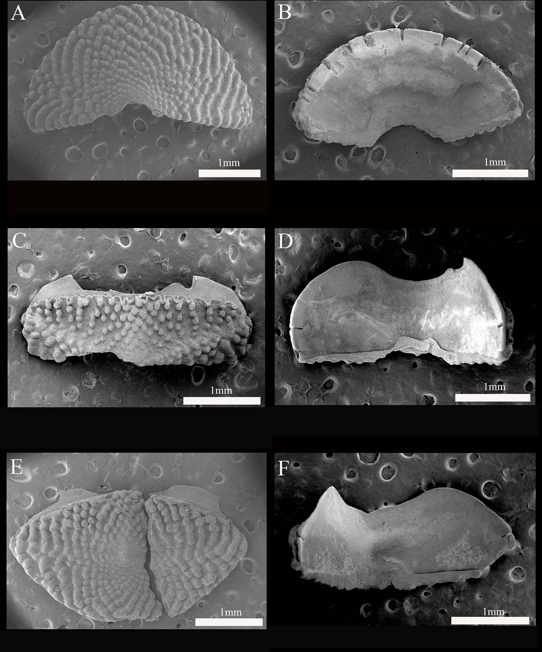 The internet names a new deep-sea species of chiton - 4