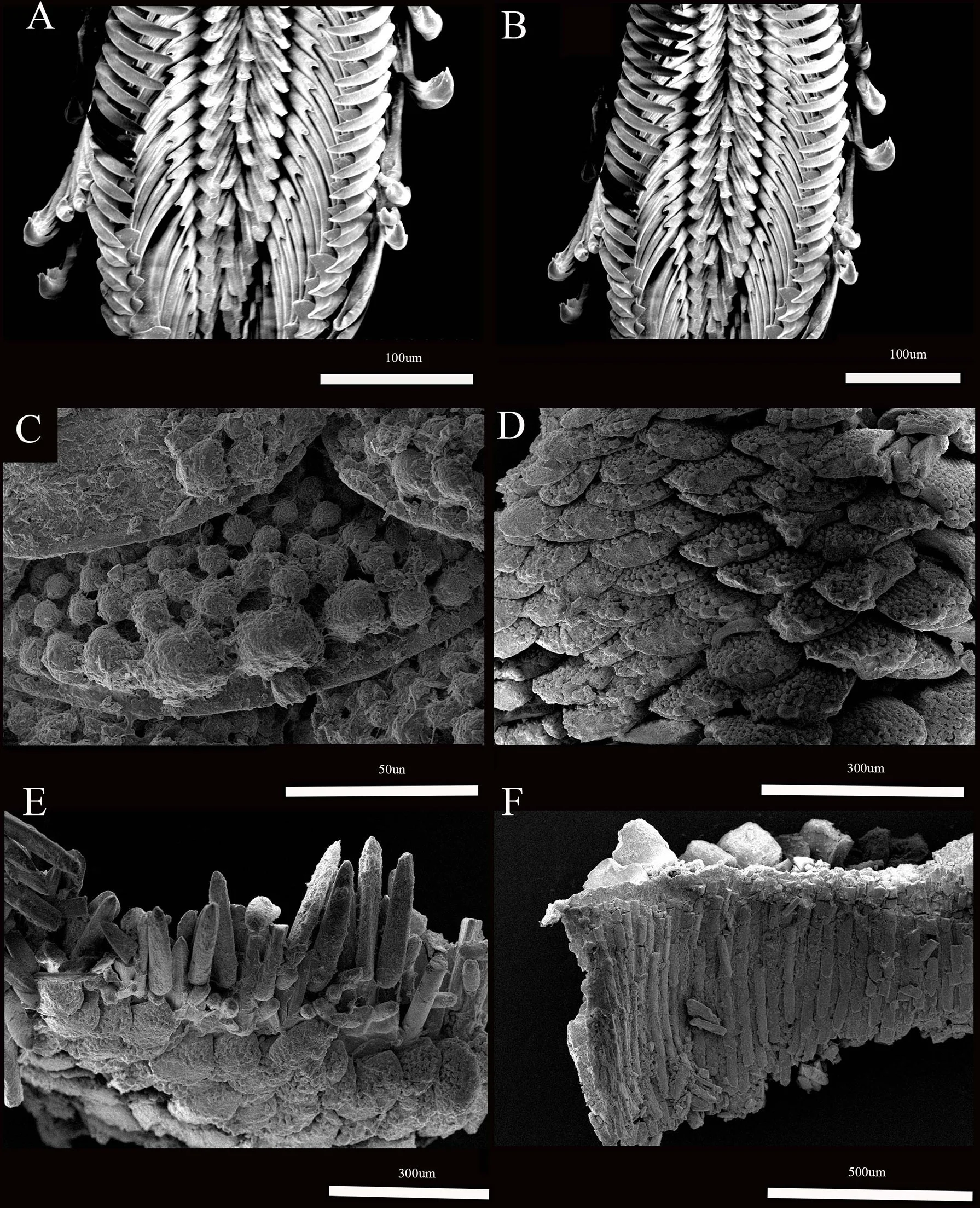 The internet names a new deep-sea species of chiton - 3