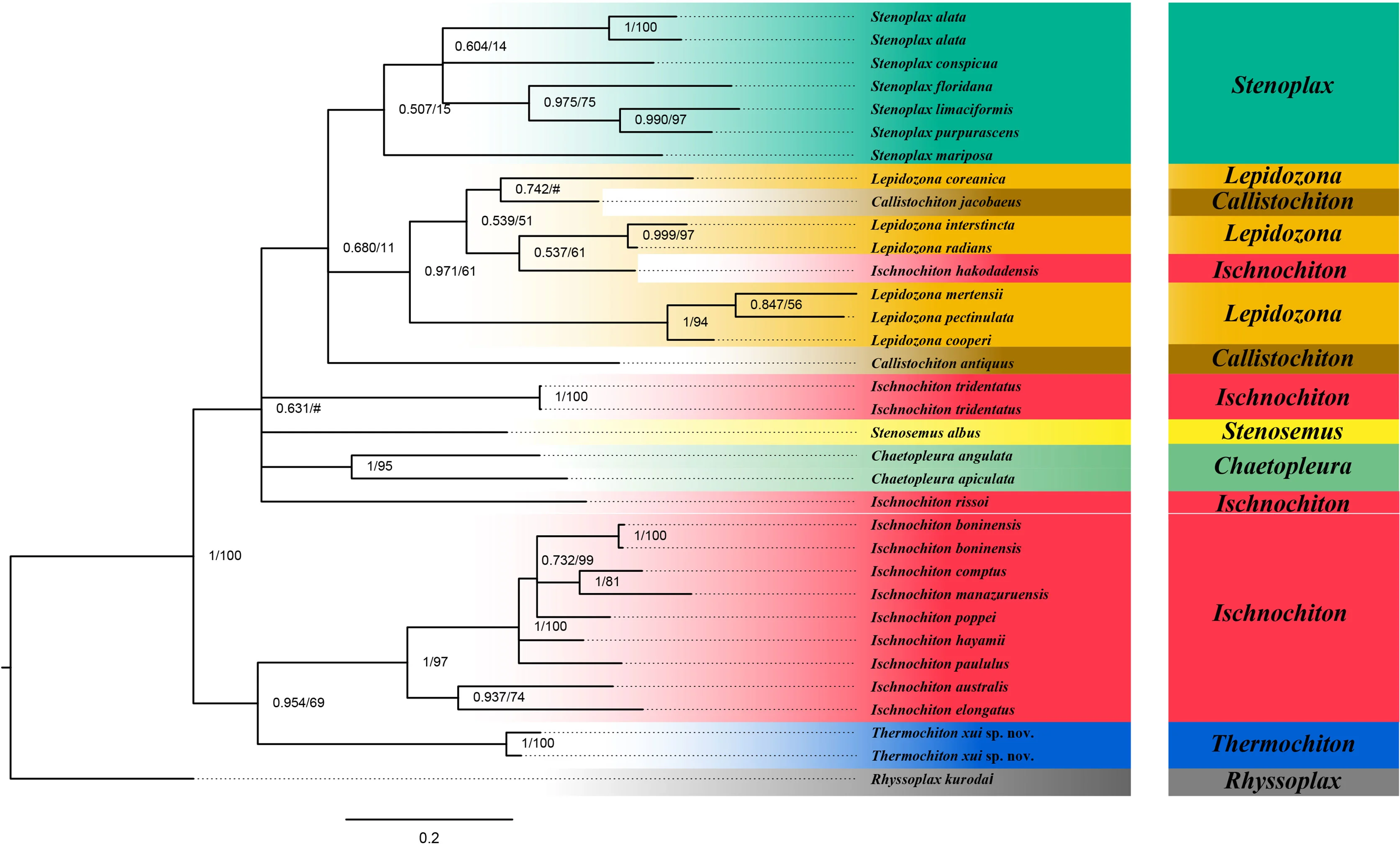 The internet names a new deep-sea species of chiton - 1