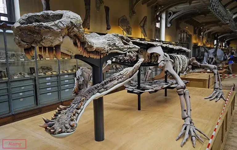 Largest known Mesozoic crocodyliform egg clutch discovered in Brazil - 3