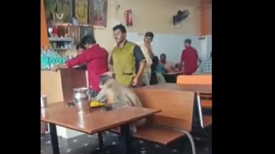 Monkey invades restaurant in India, steals man's breakfast - 1