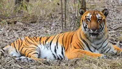 ‘Vague and unscientific’: Why Goa is arguing against Supreme Court panel’s plan to notifying tiger reserve - 2