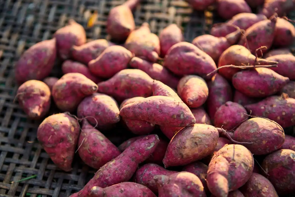3 Types Of Sweet Potatoes You Can Grow Indoors In Smaller Spaces - 1