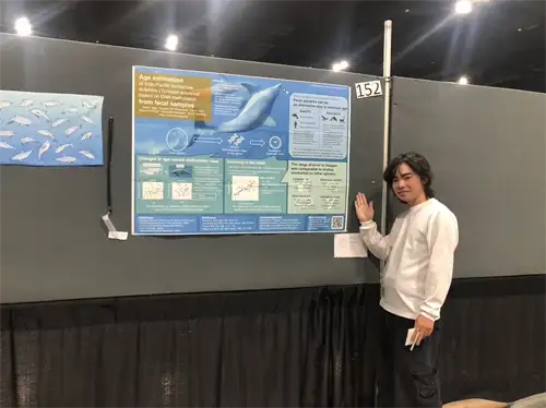 Narrow-ridged finless porpoises are more social than assumed, study finds - 1