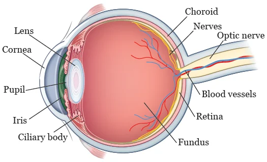 The signs a blemish or freckle in your eye has turned cancerous like Emily's. Cases have soared a shocking 30 per cent. Now doctors reveal the warning signs everyone must know - 3