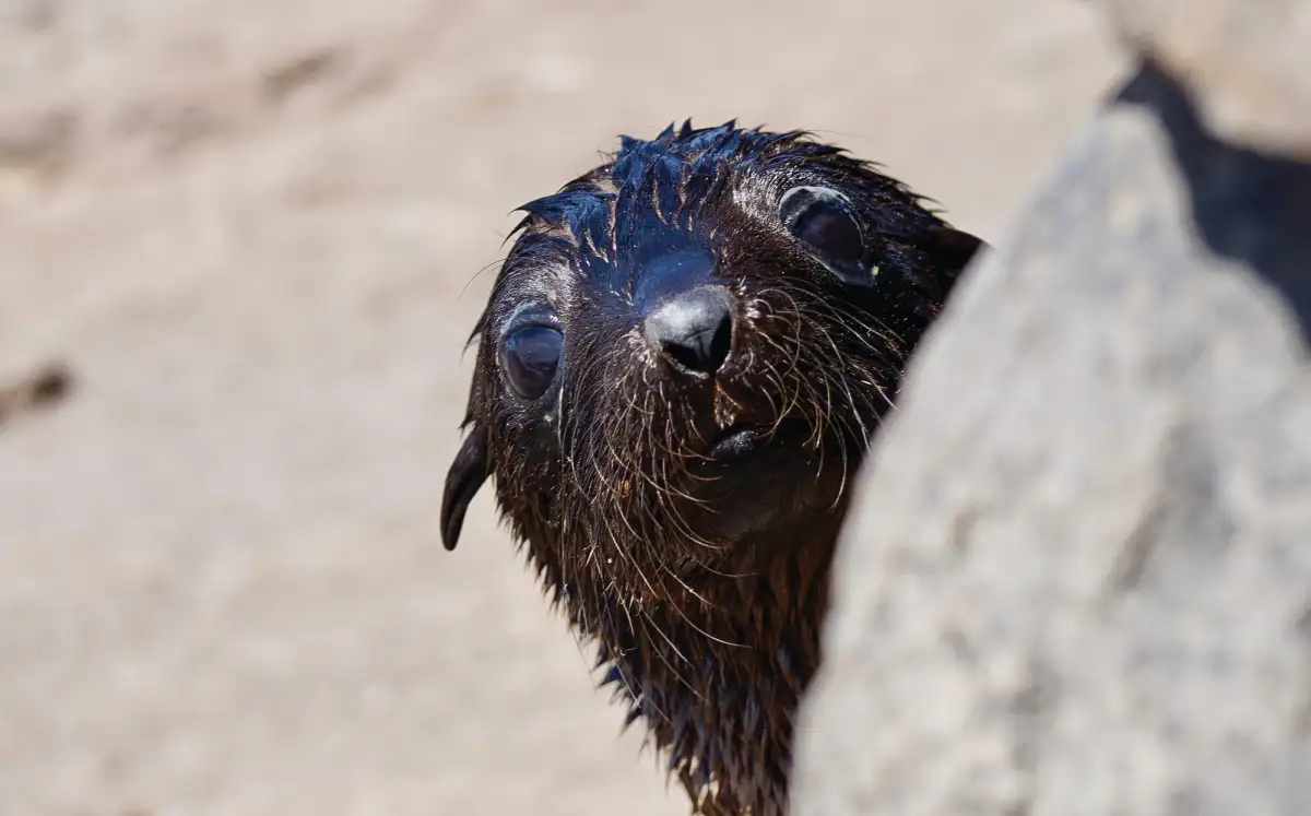 Thermal drones boost detection of entangled seals - 4