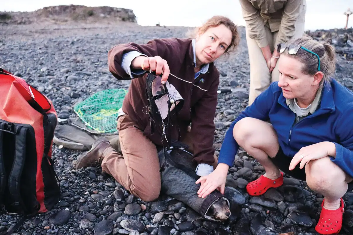 Thermal drones boost detection of entangled seals - 3