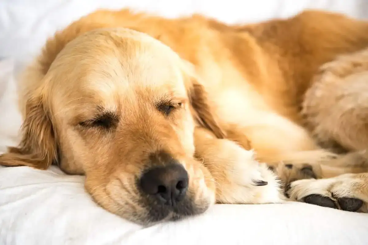 Parsee Red Chicken Curry - 3