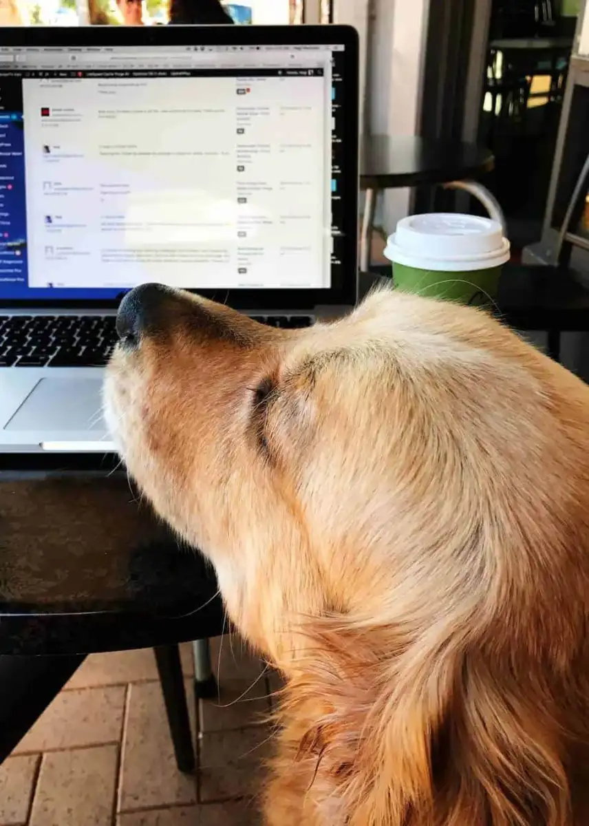 Chock-Full of Chocolate Chip Cookies - 4