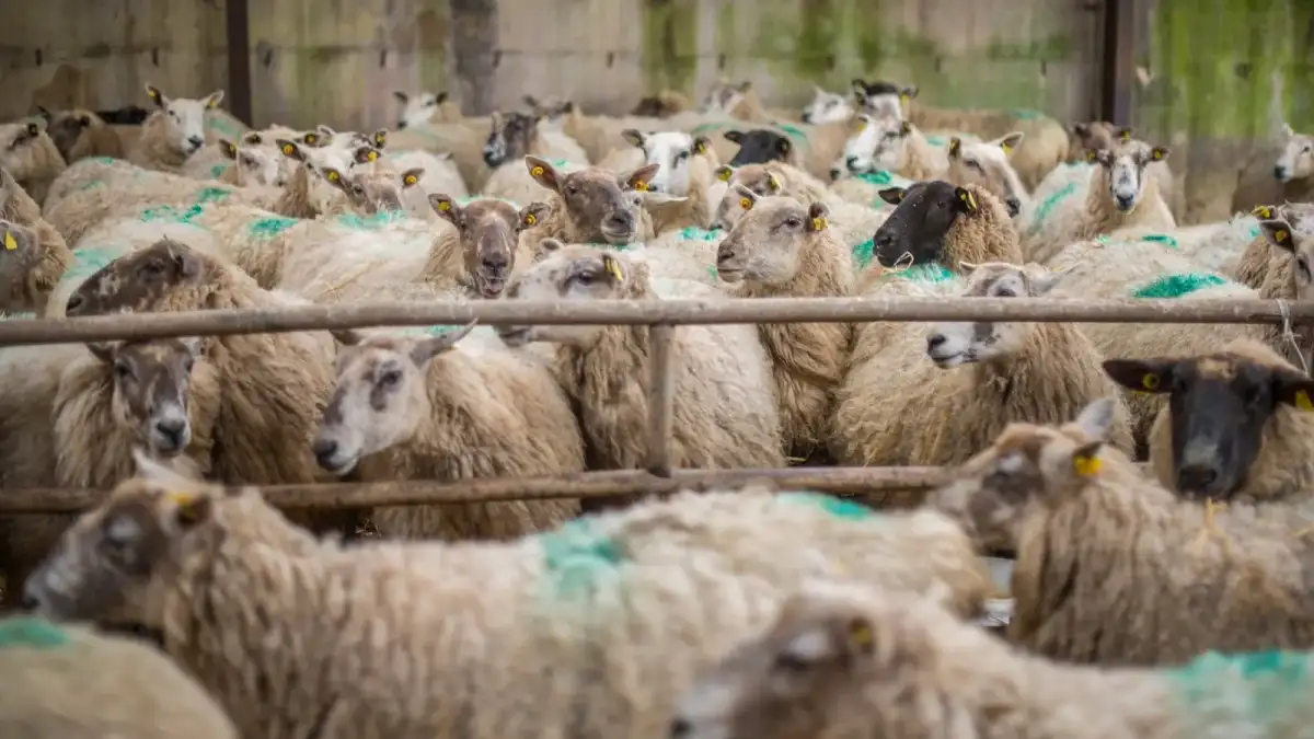 Hundreds of sheep saved from hay shed fire - 1