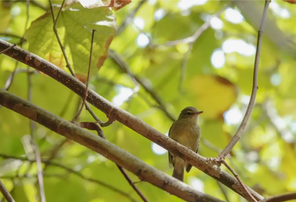 Island warbler study finds immune genes shape gut bacteria in the wild - 2