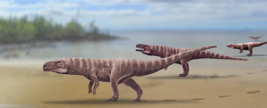'Peculiar' crocodile ancestor started life on four legs before learning to walk on two - 1