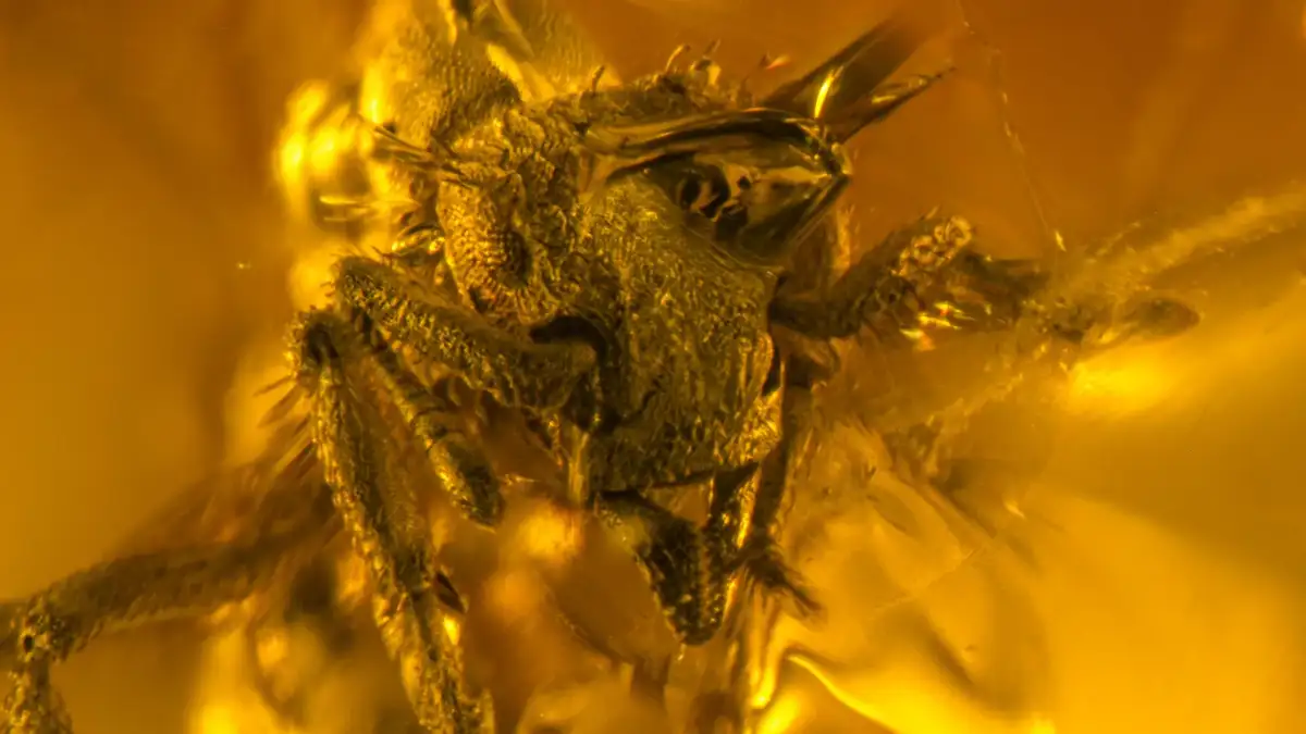 Fossil amber reveals the secret lives of Cretaceous ants - 2
