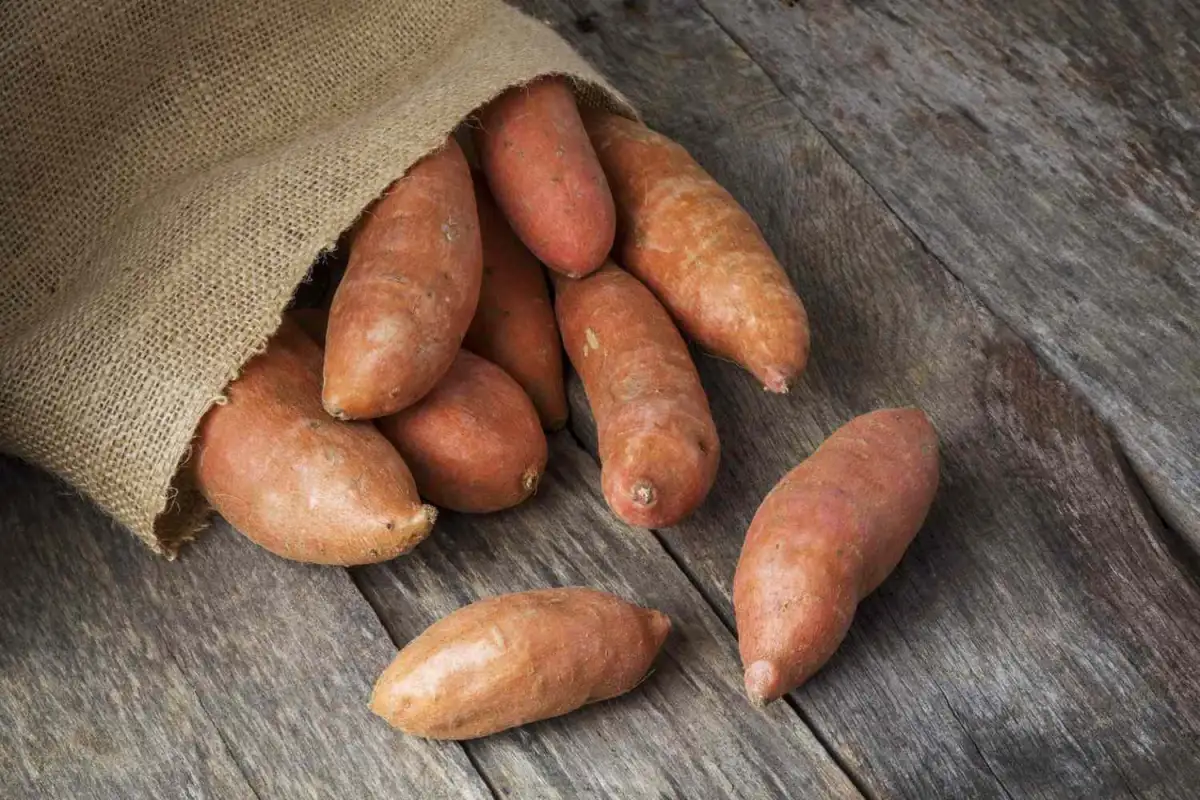 3 Types Of Sweet Potatoes You Can Grow Indoors In Smaller Spaces - 3
