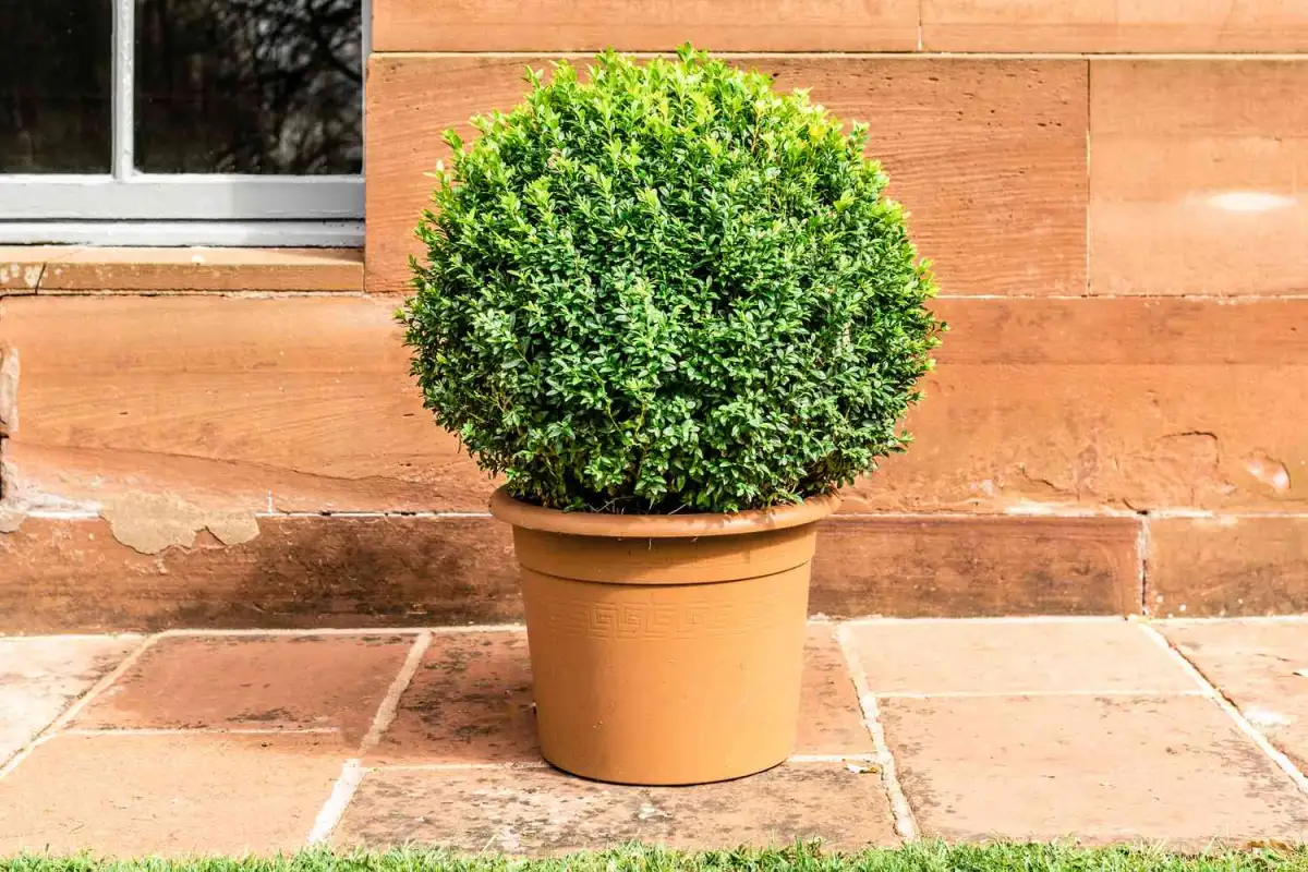 The Easy-To-Grow Shrub With Evergreen Foliage That's Perfect For Your Border Garden - 1