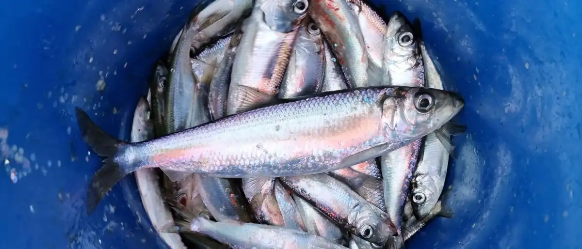 Baltic herring fishing rules may need an update after new genetic mapping - 1