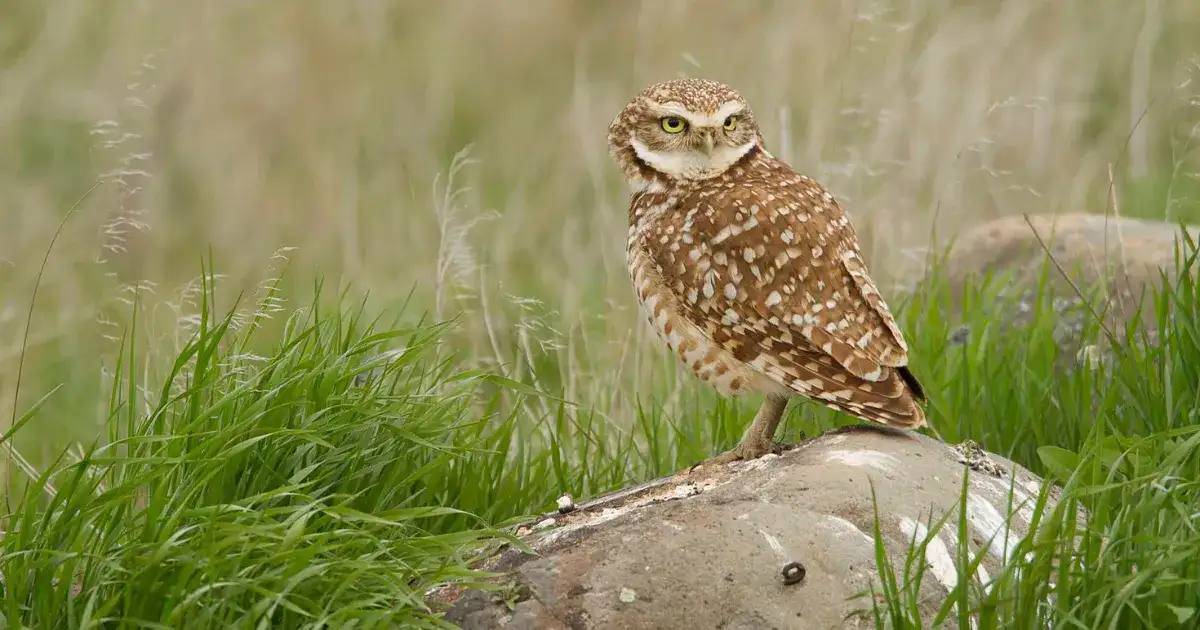 'Nothing is changing,' researcher warns British Columbia's endangered species lacking protection - 2