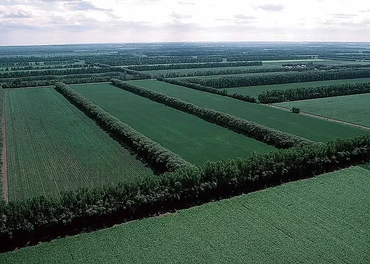 Planting tree belts on wet farmland comes with an overlooked trade-off - 1